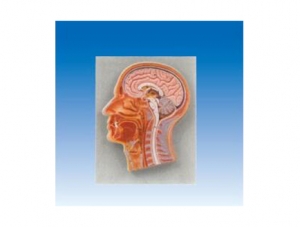 ZM1038 頭頸部正中矢狀切面模型