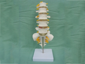 ZM1023-12 5節(jié)腰椎帶骶骨附突出模型