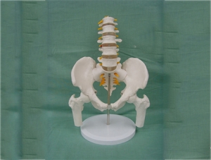 ZM1023-11 5節(jié)腰椎帶骨盆腿骨模型