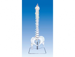 ZM1023-3 脊柱骨、骨盆與股骨頭模型