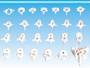 ZM1023-1 頸、胸、腰椎骶骨模型（26塊）