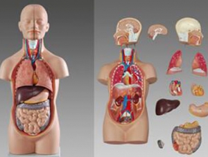 ZMJY/A5003 人體軀干模型