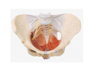 ZMJY/A1020  女性盆底肌模型