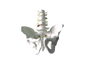 ZMJY/A1023  骨盆帶五節(jié)腰椎模型
