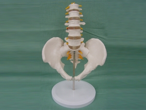 ZM1023-11-1 5節(jié)腰椎帶骨盆腿骨模型（自然大）