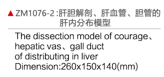 ZM1076-2 肝膽解剖、肝血管、膽管的肝分布