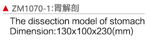 ZM1070-1 胃解剖模型