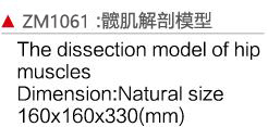 ZM1061 髖肌解剖模型