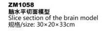 ZM1058 腦水平切面模型