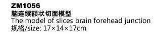 ZM1056腦連續(xù)額狀切面模型