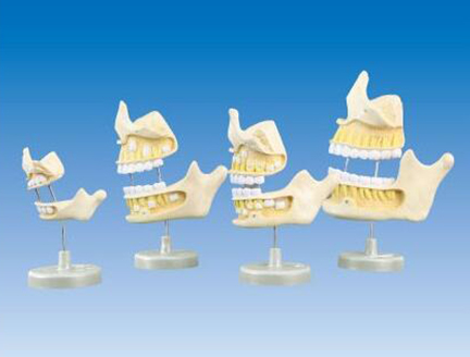 ZM1054牙齒發(fā)育模型（新生兒、5歲、9歲、20歲階段）