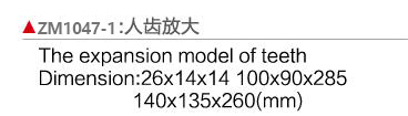 ZM1047-1 人齒放大模型