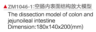 ZM1046-1 空腸內(nèi)面放大模型