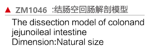 ZM1046 結腸空、回腸解剖