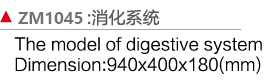 ZM1045 消化系統(tǒng)模型