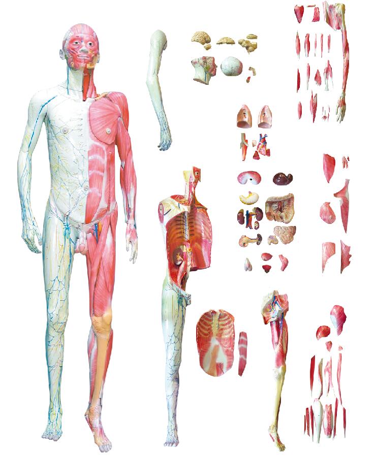 ZM1043-3 人體層次解剖模型示教臺(tái)