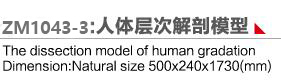 ZM1043-3 人體層次解剖模型示教臺(tái)