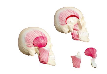 ZM1039 咀嚼肌模型