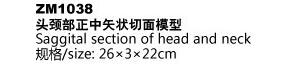 ZM1038 頭頸部正中矢狀切面模型