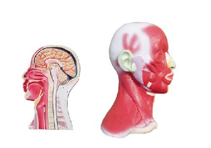 ZM1037 頭頸部局解模型