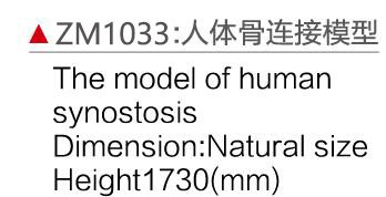 ZM1033 人體骨連接模型