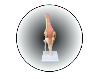 ZM1030 膝關(guān)節(jié)模型