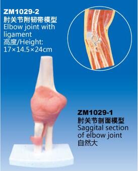 ZM1029-2 肘關(guān)節(jié)附韌帶模型