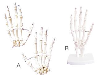 ZM1026-1 學生用手骨模型