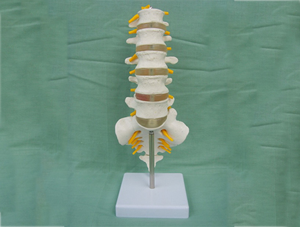 ZM1023-12 5節(jié)腰椎帶骶骨附突出模型