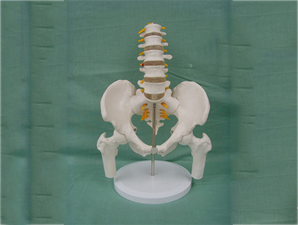 ZM1023-11 5節(jié)腰椎帶骨盆腿骨模型