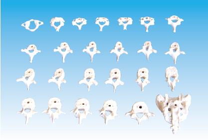 ZM1023-1 頸、胸、腰椎骶骨模型（26塊）