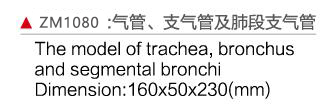 ZM1080 氣管、支氣管及肺段支氣管