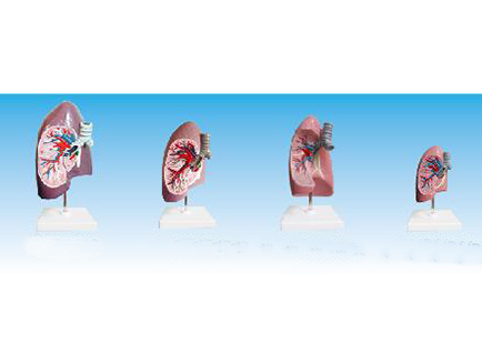 ZM1080-1 支氣管右肺解剖模型