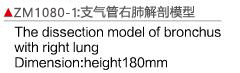 ZM1080-1 支氣管右肺解剖模型