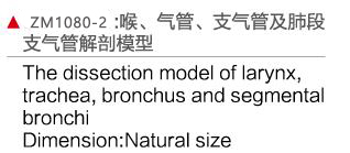 ZM1080-2 喉、氣管、支氣管、及肺段支氣管解剖模型