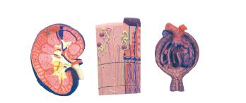 ZM1089-2 腎臟、腎單位、腎小球放大模型