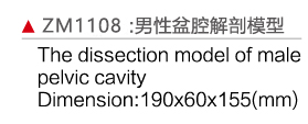 ZM1108 男性盆腔解剖模型