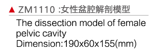 ZM1110 女性盆腔解剖模型