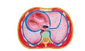 ZM1116 胸腔橫段