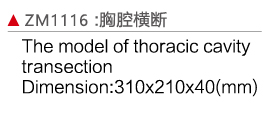 ZM1116 胸腔橫段