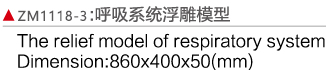 ZM1118-3 人體呼吸系統(tǒng)浮雕