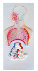 ZM1118-3 人體呼吸系統(tǒng)浮雕