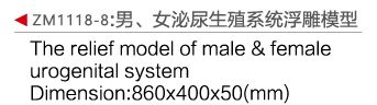 ZM1118-8 男女泌尿生殖浮雕