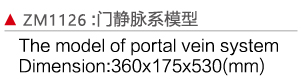 ZM1126 門靜脈系