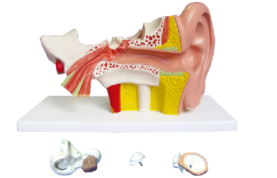ZM1130-1 耳（外、中、內(nèi)）解剖放大