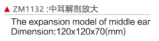 ZM1132 中耳解剖放大