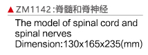 ZM1142 脊髓和脊神經(jīng)