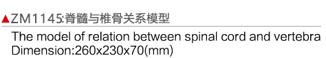 ZM1145 脊髓與椎骨關系