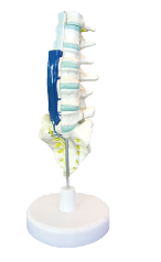 ZM1146 腰骶椎解剖與脊神經關系模型