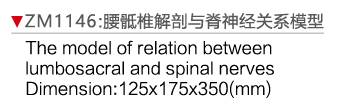 ZM1146 腰骶椎解剖與脊神經關系模型